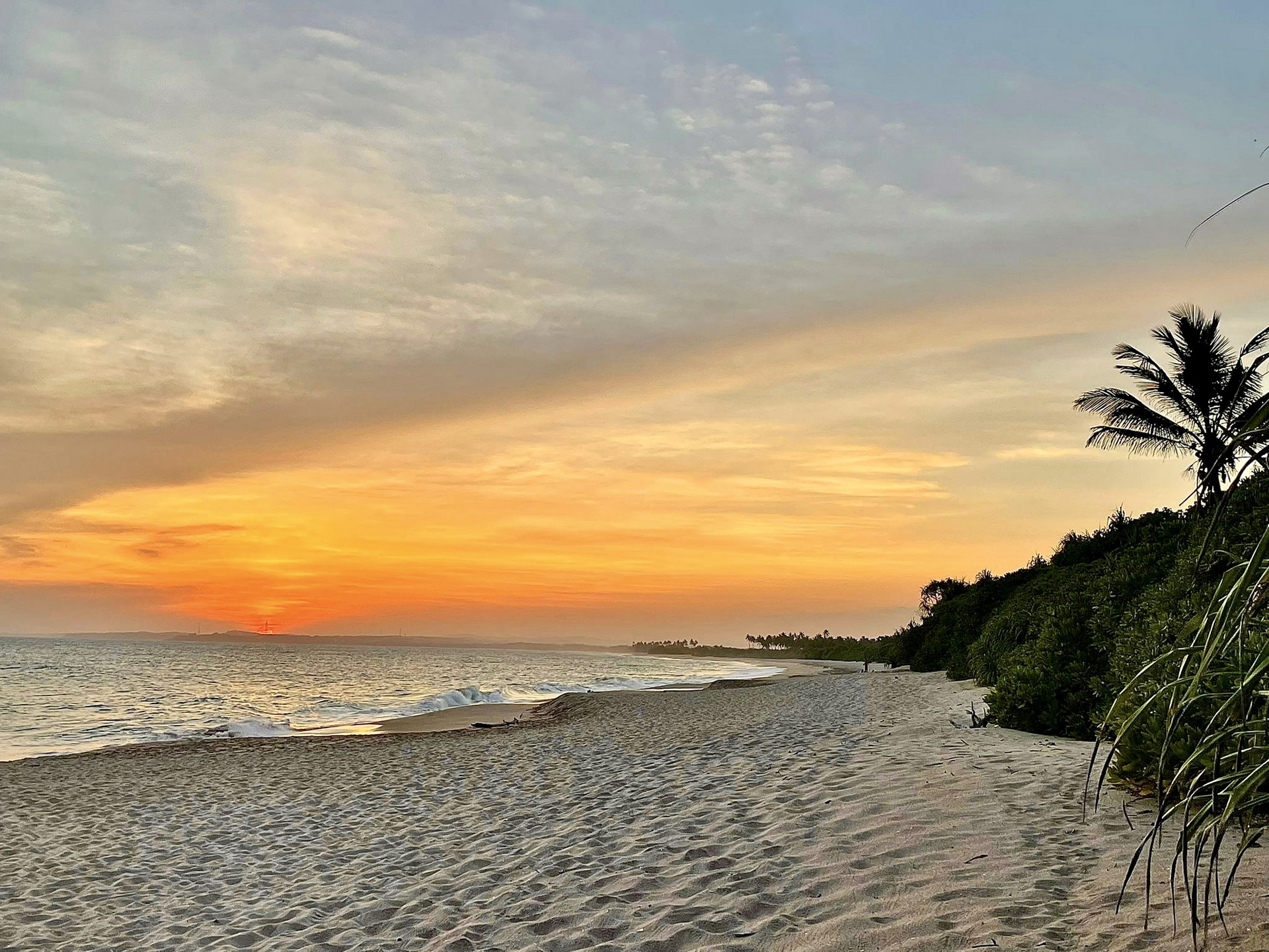Sunset over an empty sand beach with a line of trees and a single palm at its edge